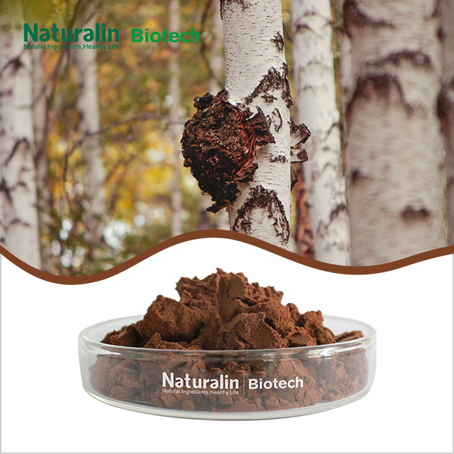 Organic Chaga Mushroom Extract Organic Chaga Mushroom Extract